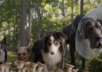 Hijos de perra: humor negro para todos