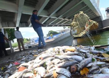 Peces y jaibas flotan en el Canal de la Cortadura de Tampico