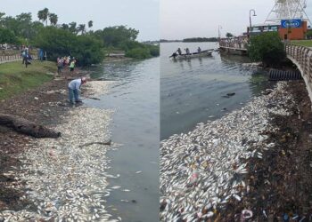 Se registra nueva mortandad de peces; llegaron a la orilla de la laguna del Carpintero