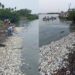 Se registra nueva mortandad de peces; llegaron a la orilla de la laguna del Carpintero