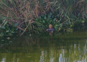 Veladores rescatan a mujer de canal con cocodrilos; padece de sus facultades mentales