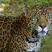 Fortalece SEDUMA programade protección y preservación del jaguar