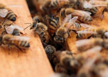 Muere en ataque de abejas