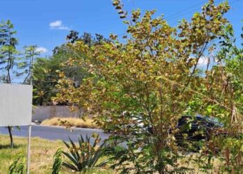 Árboles sufren daños por el sol abrasador