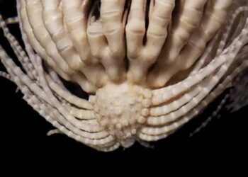 ¿Es extraterrestre? Hallan “monstruo” de 20 brazos en el abismo del océano Antártico