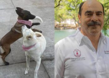 Alcalde mata a balazos a dos perritos en Michoacán