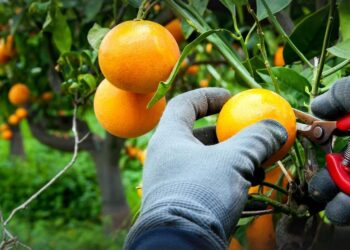 Extracción de agua de “El Chapotal” pone en peligro cosecha de naranja en Montemorelos