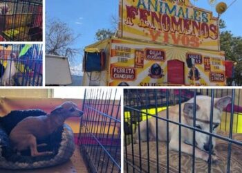 Rescatan animales de feria de ‘fenómenos’ en Sabinas Hidalgo