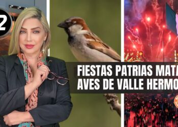 Fiestas patrias matan aves en Valle Hermoso