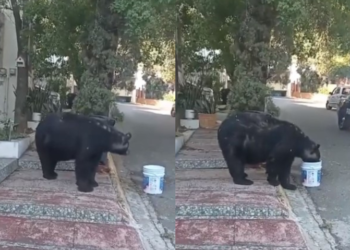 Vecinos “adoptan” a oso en Monterrey; le dejan agua y lo llamaron “Charmín”