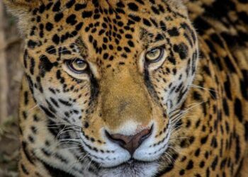 Comisión de Parques y Biodiversidad de Tamaulipas fortalece programa de conservación de especies