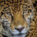 Comisión de Parques y Biodiversidad de Tamaulipas fortalece programa de conservación de especies