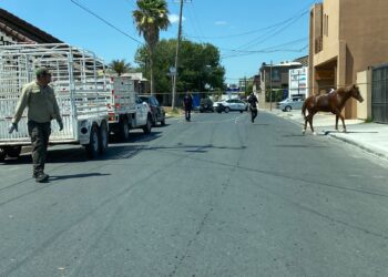 Atendió Gobierno de Reynosa reporte de caballos en la vía pública