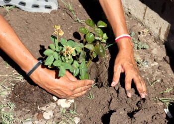 Adolescentes y sus familias reforestan Centro Regional de Ejecución de Medidas