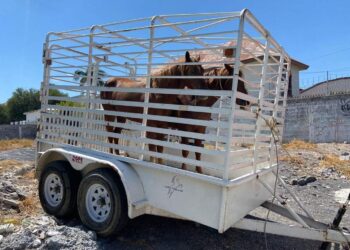 Gobierno de Reynosa busca a dueño de caballos