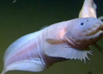 Captan por primera vez al Pseudoliparis, el pez que vive a mayor profundidad del mar