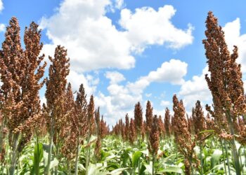 Inicia gobierno de Tamaulipas dispersión de recursos de apoyo del “Programa de Fomento a la Producción Rural 2023”