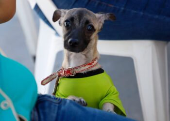 Ofreció Gobierno de Carlos Peña Ortiz Brigada Ecopatas en San Valentín