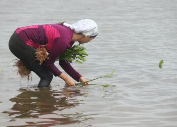 Reforesta SEDUMA manglar en litoral tamaulipeco