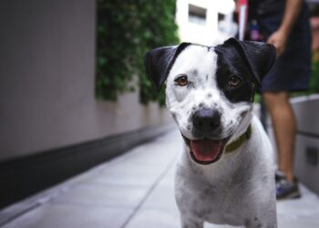 Esterilización salva la vida de las mascotas: Alcalde Carlos Peña Ortiz