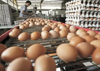 Rebasa huevo los 100 pesos