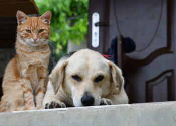 Programa EcoPatas llegará a Fraccionamiento San Valentín