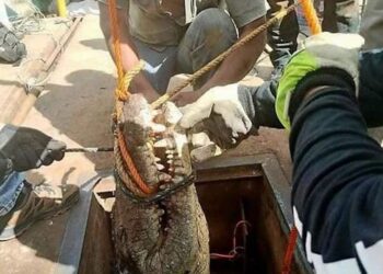 Cocodrilo interrumpe el flujo de agua en planta de COMAPA