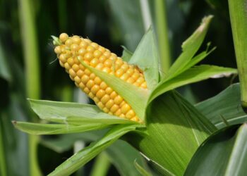 México: censo agropecuario