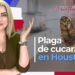 Plaga de cucarachas en Houston