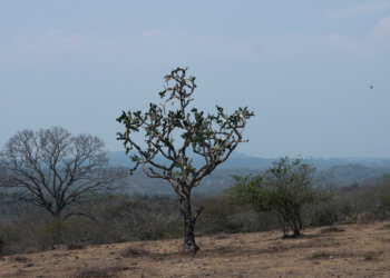 Sequía afecta 8 de cada 10 municipios del país, el peor nivel en cinco años