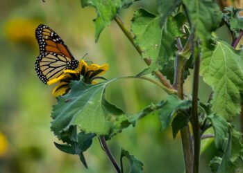 Fortalecerán la Ruta Migratoria de las Mariposas Monarca en Tamaulipas
