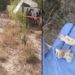 Descubren Campo de Exterminio en las Inmediaciones del Parque Eólico “El Salitrillo”