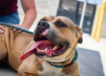 Promueve SEBIEN cuidado y adopción responsable de mascotas