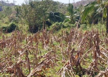 Triste Navidad para campesinos damnificados por Otis; la pasan a la intemperie comiendo tortilla y sal