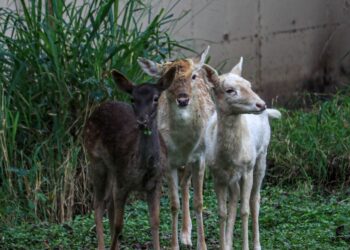 Llegan al Zoológico Tamatán ejemplares en donación del Zoo de Nuevo Laredo