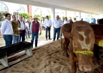 Gobierno del Estado respalda a ganaderos de Aldama con programa de Mejoramiento Genético