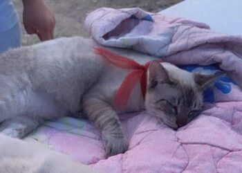 Refrenda Alcalde Carlos Peña Ortiz compromiso para proteger a mascotas