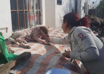 Protege Alcalde Carlos Peña Ortiz a mascotas en condición de calle