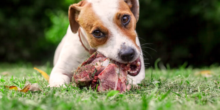 Young Jack Russell Terrier Dog Lying On A Meadow And Eat A Raw Bone