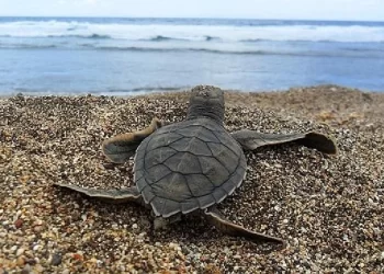 Liberarán a casi mil tortugas marinas