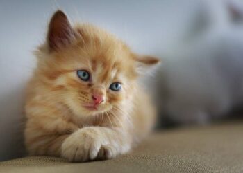 Gatos buscan resguardarse del frío en tu auto: toma precauciones para no lastimarlos