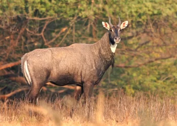 Arrestan a cuatro por allanamiento y caza de Antílope Nilgai