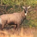 Arrestan a cuatro por allanamiento y caza de Antílope Nilgai