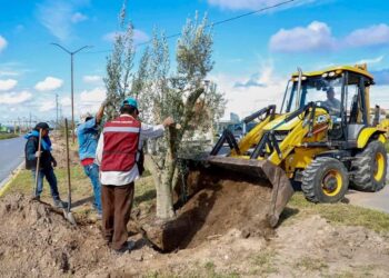Impulsa Alcalde Carlos Peña Ortiz plantación de olivos para reforestar Reynosa