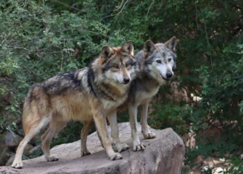 Participa Tamaulipas en Programa Binacional del Lobo Gris Mexicano