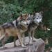 Participa Tamaulipas en Programa Binacional del Lobo Gris Mexicano