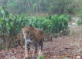 Impulsa Tamaulipas conservación del jaguar con estaciones de fototrampeo