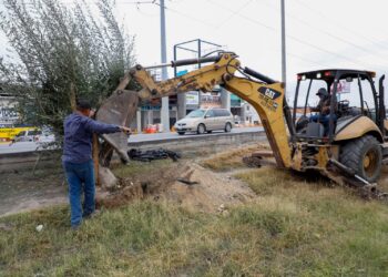 Avanza programa de reforestación del Gobierno Municipal de Reynosa
