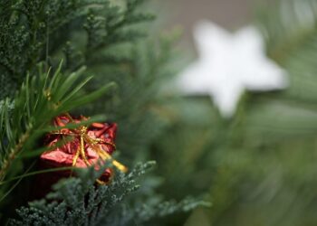 Inicia Gobierno de Reynosa acopio y reciclado de pinos navideños