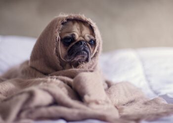 Cuidar del frío a mascotas recomienda Carlos Peña Ortiz, Alcalde de Reynosa